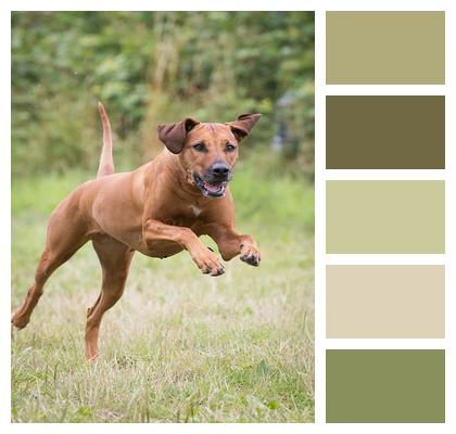 Domestic Animal Running Dog Rhodesian Ridgeback Image